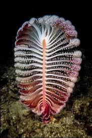 Pin Von Love Spells Marriage Spell C Auf Ocean Life Schone Meerestiere Leben Im Wasser Unterwasserfotos