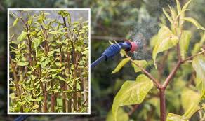 Japanese knotweed is pretty distinctive, and our experts will quickly be able to identify the plant, free of charge, and tell you if there's a problem. How To Get Rid Of Japanese Knotweed Does Weedkiller Work Express Co Uk