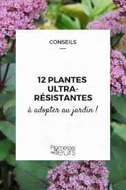 Seringat des jardins pot de litres existe en déclinaisons. 12 Plantes Ultra Resistantes A Adopter Au Jardin Promesse De Fleurs