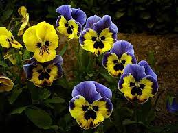 Pansy Flowers Pansies Flowers Pansies Plants For Hanging Baskets