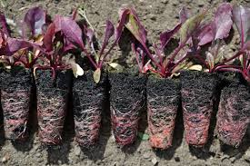Check spelling or type a new query. Growing Beets From Seed Sara S Kitchen Garden