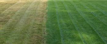 Set your lawn mower to the right height. How Often Do You Water Your Lawn Pure Green Lawn Care Lansing Michigan