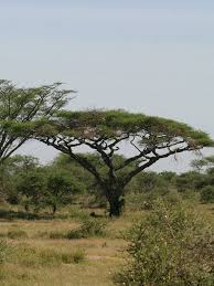 Image result for Acacia afra