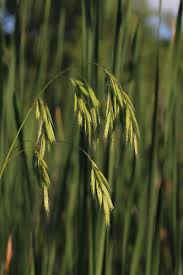 Image result for Bromus leptoclados