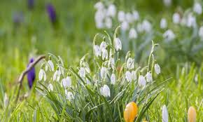 Der frühling beginnt offiziell mit dem sogenannten kalendarischen frühlingsanfang. Wann Beginnt Der Vorfruhling Phanologischer Fruhlingsbeginn