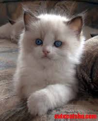 ragdoll cats cute cats hq pictures of cute cats and kittens free pictures of funny cats and photo of cute kittens kittens cutest pretty cats cute cats