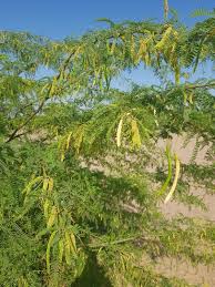 Image result for Prosopis juliflora