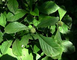 Image result for Pavetta cataractarum