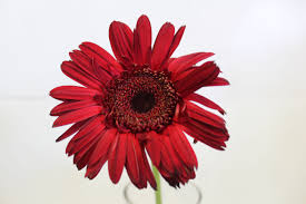 Pin By Kuhn Flowers On Flowers With Images Flowers Delivered Flowers Send Flowers