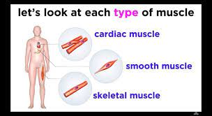 Not everyone knows about the muscles in our bodies like a person who undertakes anatomy class or spends time with people who do. Where In The Human Body Will You Trivia Questions Quizzclub