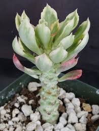 Image result for Satyrium monadenum