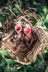 Bird Of Paradise Meaning In Hindi Angry Birds Halloween Travis Scott Birds Eye View Bird 7003a001 4 Birds Of A Feather Cross Stitc Bird Photography Birds Of Paradise Plant Bird Set Free