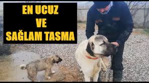Kopekler Parcalayacak Diye Beklerken Kopeklere Fisildayan Adam Kangal Malakli Youtube