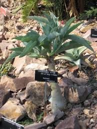 Image result for Cyphostemma zombense