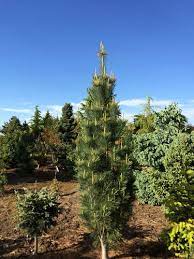 Pinus strobus 'tiny curls' contorted dwarf eastern white pine. Pinus Strobus Stowe Pillar Stowe Pillar Eastern White Pine Plant Lust