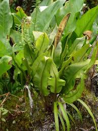 Image result for Elaphoglossum kivuense