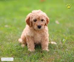 Australian labradoodle and goldendoodle puppies are easy to fall in love with at the first sight. Sadie Mini Goldendoodle Puppy For Sale In Gap Pa Goldendoodle Puppy Mini Goldendoodle Mini Goldendoodle Puppies