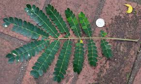 Image result for Albizia adianthifolia