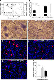 Image result for Senecio maranguensis