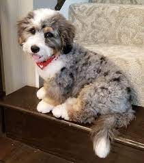 Standard And Mini Bernedoodles Puppies For Sale Poodles 2 Doodles Bernedoodle Puppy Bernadoodle Puppy Puppies
