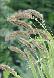 Image result for Setaria longiseta