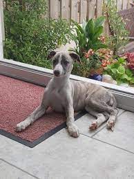Pin By Fred On Whippet Puppies Whippet Puppies Whippet Puppies