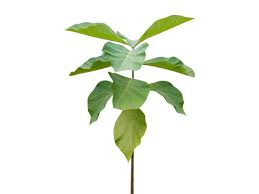 Image result for Tectona