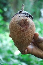 Image result for Pentadesma