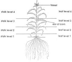 Pikpng encourages users to upload free artworks without copyright. Absorption And Translocation Of Sludge Borne Zinc In Field Grown Maize Zea Mays L Sciencedirect