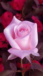 We have an extensive collection of amazing background images carefully chosen by our community. Flowers And Roses Images Wallpaper Gif 4k For Android Apk Download
