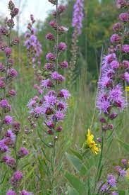 Tall Prairie For Dry Soils Prairie Nursery Native Seed Mix Liatris Flowers Canada Prairie Planting