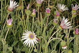 Image result for Arctotis venusta