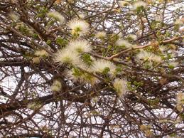 Image result for Albizia anthelmintica