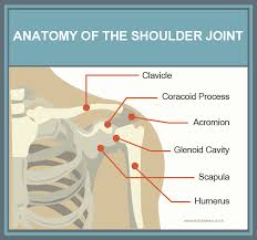 17 photos of the diagram of shoulder muscles and tendons. Save Your Shoulders Fix Com
