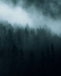 Dark And Moody Forest Photography By Northlandscapes Jan Erik Waider Forest Photography Fine Art Landscape Photography Dark Landscape