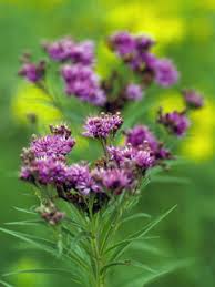 Vernonia fasciculata (Prairie ironweed) | Native Plants of North America