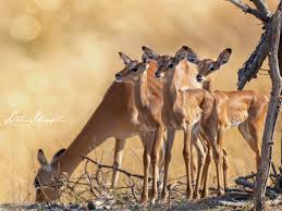 2 door hardtop sport coupe, 2 door sedan, 4 door hardtop sport sedan, 4 door sedan, 4 door wagon. Impala Babies Foto Bild Tiere Wildlife Saugetiere Bilder Auf Fotocommunity