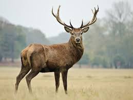 What S Your Spirit Animal Deer Photography Whats Your Spirit Animal Deer Pictures