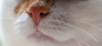 Free Image On Pixabay Cat Nose Pet Whiskers Snout Cat Nose Cats Pets