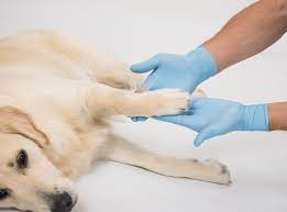 Epilepsy In Dogs Health Articles Dogzone Com