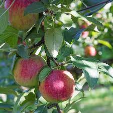 Pink Lady Apple Tree Apple Tree Fast Growing Trees Pink Lady Apples