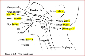 Speech Organs And Manner Of Articulation Speech Human Digestive System Linguistics Study