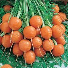 300 Parisian Carrot Seeds Vegetable Seeds Etsy Heirloom Vegetables Veggie Garden Growing Food