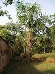 Image result for Raphia ruwenzorica