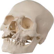 Skull Png Image Skull Png Photo Image