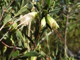 Image result for Phyllanthus caespitosus