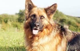 Select a category or browse the complete list of dog breeds below see the intimidating and powerful guard dog breeds. Your German Shepherd Dog S Health