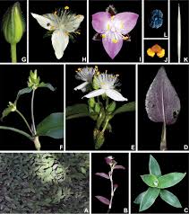 Image result for Coleotrype laurentii