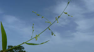 Image result for Urochloa deflexa