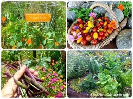 Sustainable Gardening Tips for January - The Micro Gardener